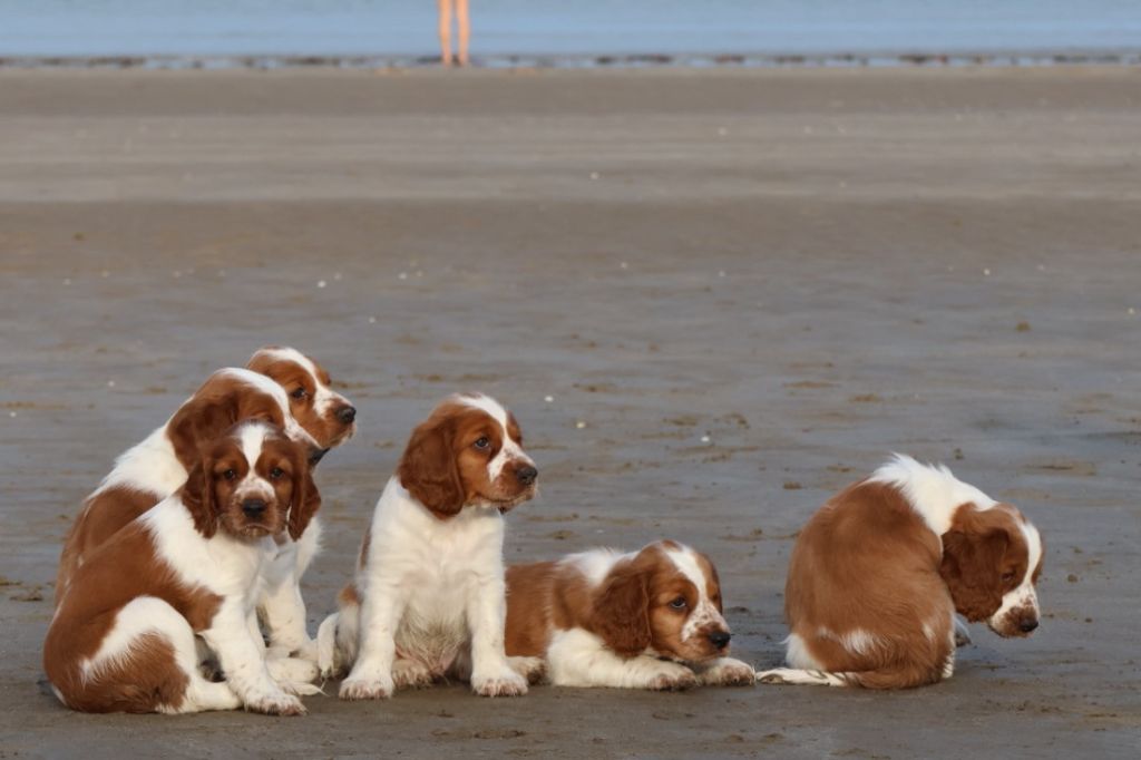 Des Brumes Du Tregor - Welsh Springer Spaniel - Portée née le 16/08/2023
