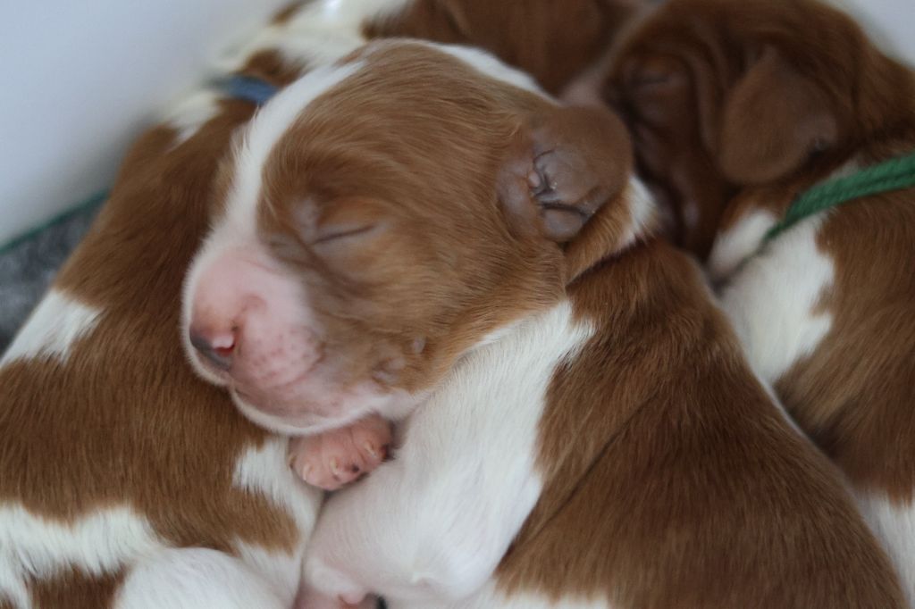 Des Brumes Du Tregor - Chiots disponibles - Welsh Springer Spaniel